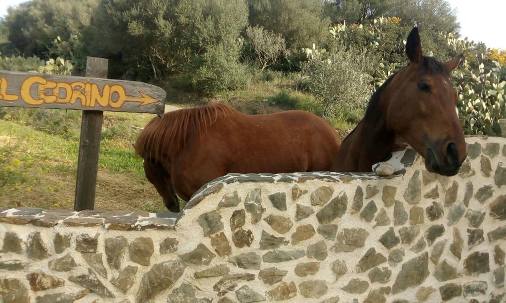 Hotel Valle Del Cedrino Galtellì Dış mekan fotoğraf